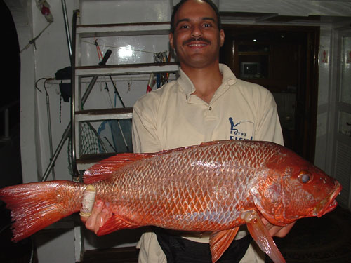 Picture of Bohar Snapper, Souther Egyptian Red Sea