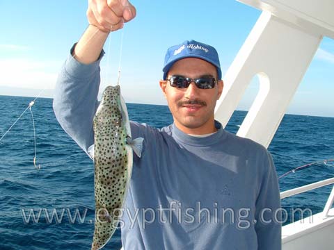 Red Sea Blow fish (Arothron Stellatus)(Blowfish, Puffer fish, Fugu, or Fuku ), Gulf of Suez (Golf von Suez)