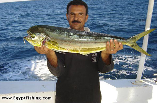 Red Sea Dorado fish photo (Coryphaena Hippurus): Egypt saltwater fishing