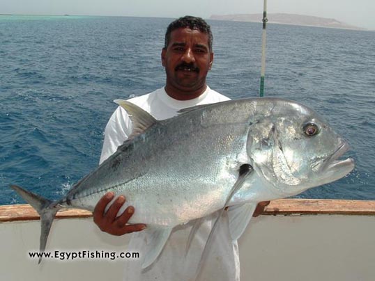 Picture of Egyptian Pesca (Fische): Deep sea trolling