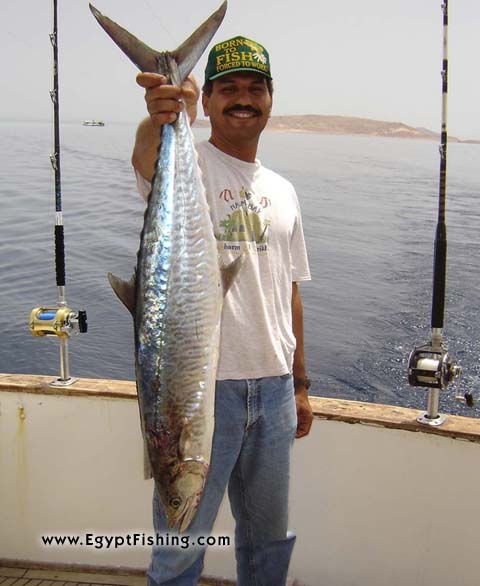 Photo of deep-sea trolling trip for Red Sea Wahoo (King Fish) with Penn Reel