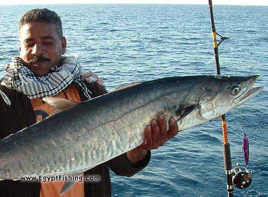 Deep-sea trolling of the Red Sea with spoon and Penn Reel