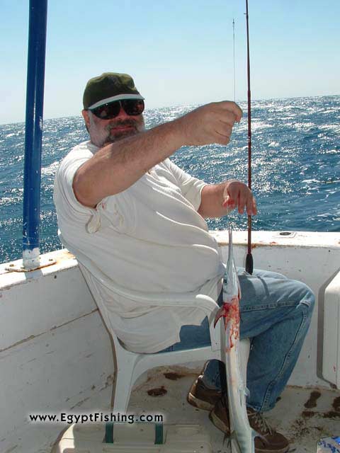 Pesca (l'egitto): Needle Fish,Surface Still Fishing with Natural Cut Bait,Gulf of Suez