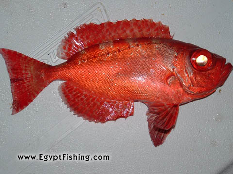 Rot Meer: Picture of Hawaiian Bigeye (Hawaiian Big Eye Fish) (Priacanthus Meeki) (bigeye), or Catalufa рыбы
