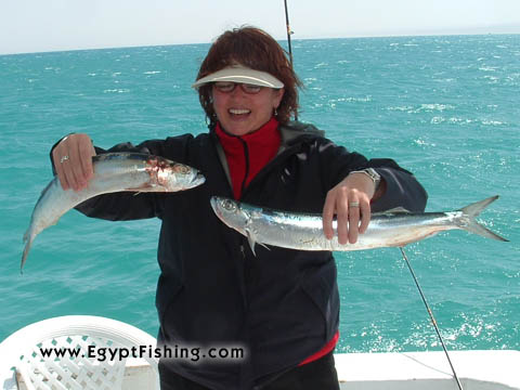 سمك السيوف أو سمك السيف: Red Sea Fishing, Wolf Herring fish (L. Chirocentrus Nudus)