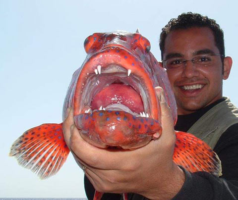 Sharm El-Sheikh fishing