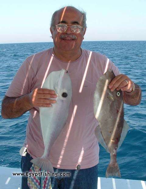 Day fishing charters are full of Red Sea triggers and Red Sea leather jackets (Aluterus Monoceros)