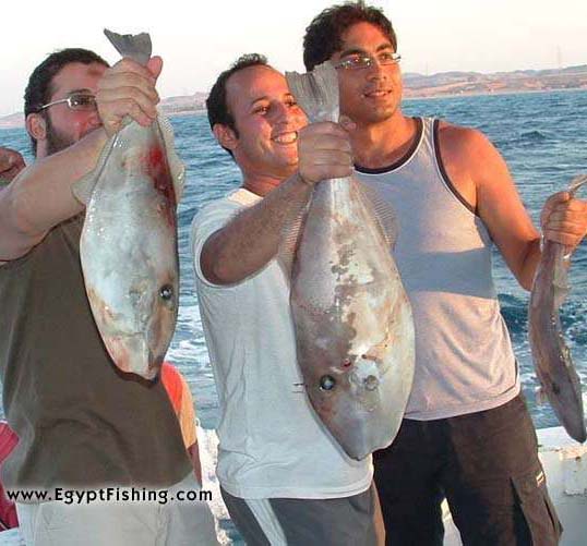 Red Sea Fishing with a saltwater spinning reel in Egypt
