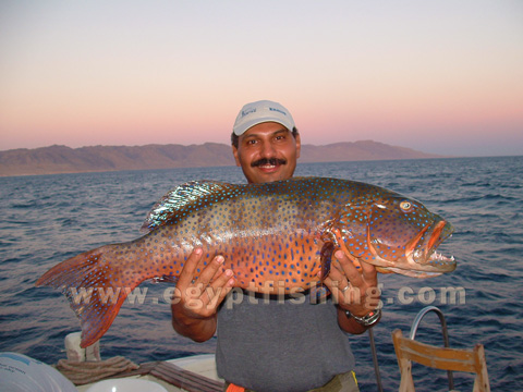 Saltwater deep sea still fishing: Khalid Gomaa + Grouper