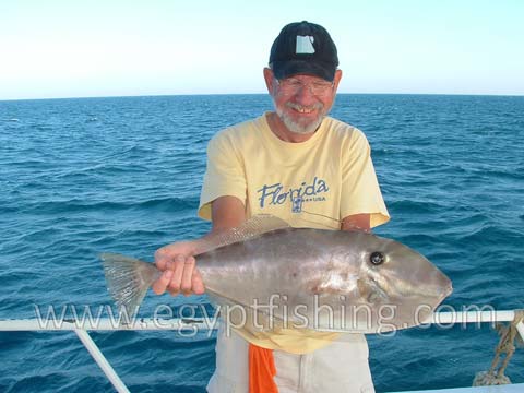 Day fishing charters are full of triggers and leather jackets (Aluterus Monoceros)