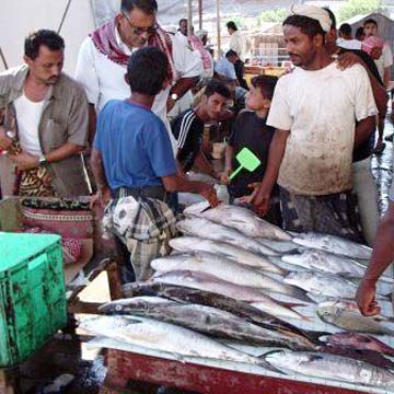 Yemen Fishing