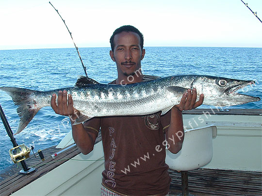 Mar Rosso, Egitto di pesca: Barracuda fish picture (Latin Name: Sphyraena Afra), Egyptian Boat, trolling, Hurghada, Egypt