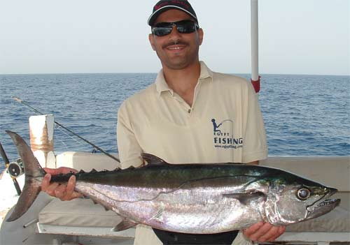 Red Sea Tuna, Deep Sea Trolling, Southern Red Sea