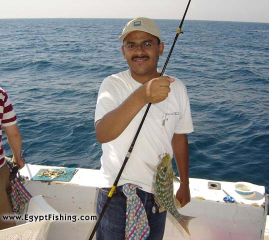 Egyptian saltwater fishing-Gulf of Suez (Lethrinus Nebulosus)