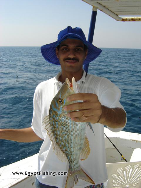 Egypt Fishing Photo of Emperor Fish (Lethrinus Nebulosus) Egypt Angeln Photo:Gulf of Suez