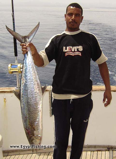 Egypt's Red Sea Fishing Photos of King Fish, Wahoo, or Spanish