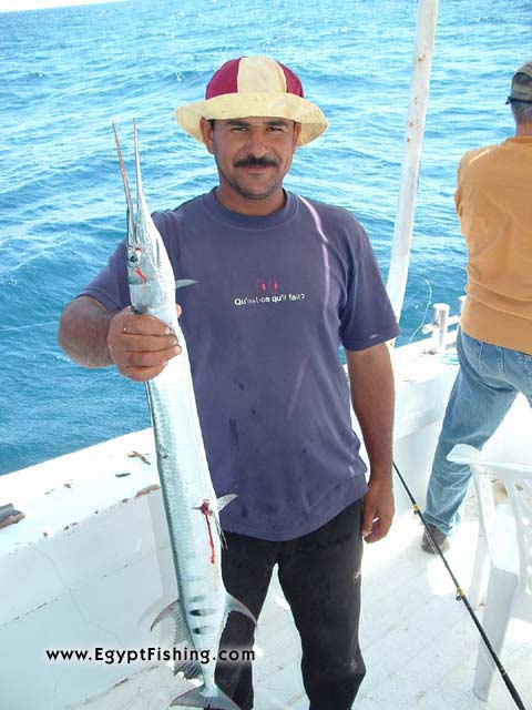 Fischen Ägypten: Needle Fish,Same catch above,Gulf of Suez