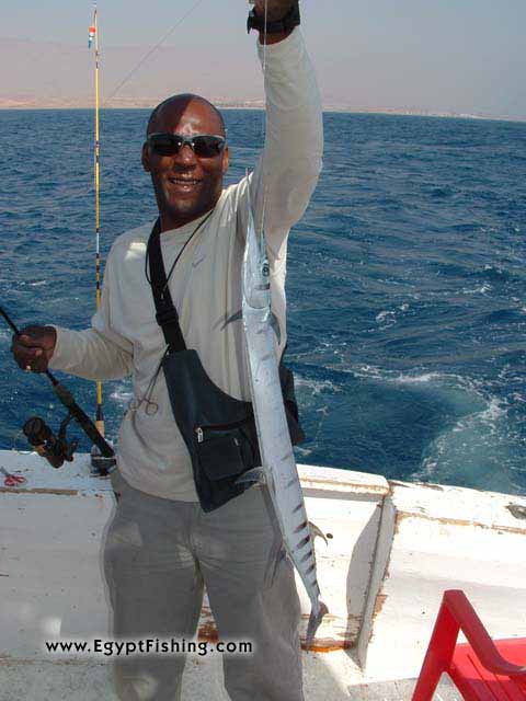 Pescar (Egipto): Needle Fish,Slow, Shallow Boat Trolling with Natural Bait,Gulf of Suez