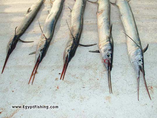 صورة سمكة الخرم أو أسماك الخرمان أو سمكة الحاقول بالبحر الأحمر