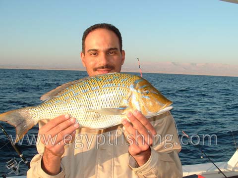 Photo of Emperor Fish (Lethrinus Nebulosus), Red Sea Fishing
