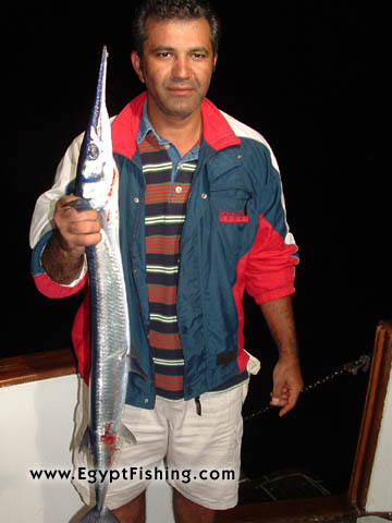 سمك الخرمان (سمك الحاقول) في الغردقة أثناء الصيد الليلي بالبحر الأحمر