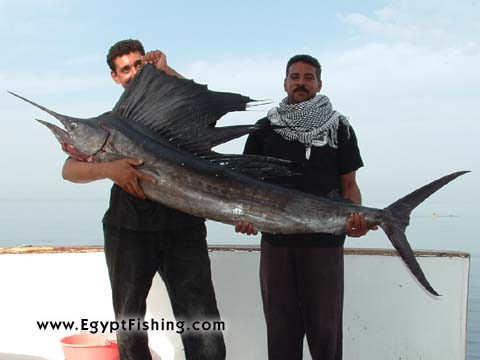 Red Sea Boat trolling in Hurghada, Sail Fish, Natural bait