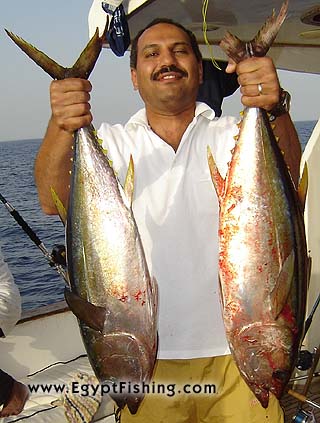 Rotes Meer fischen Thunfisch 
