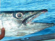 Link to Barracuda Fish Photo Page
