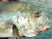Link to Giant Trevally Fish Photo Page